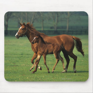純血種のロバ及び子馬3 マウスパッド