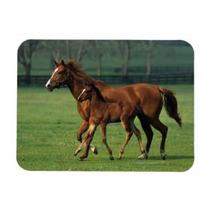 純血種のロバ及び子馬3 マグネット