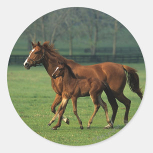 純血種のロバ及び子馬3 ラウンドシール