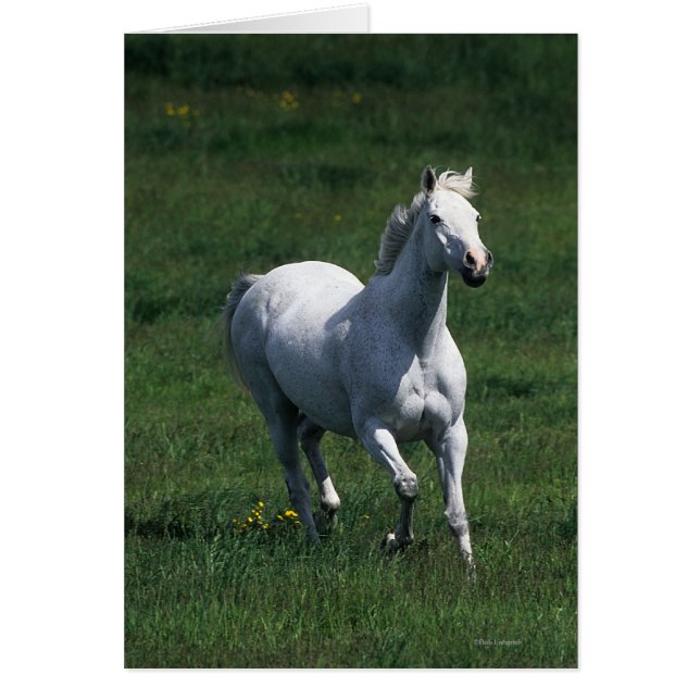 純血種のロバ (正面)