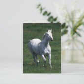 純血種のロバ ポストカード (スタンド正面)