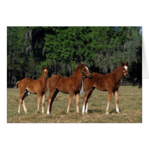 純血種の子馬のグループ
