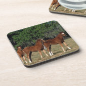 純血種の子馬のグループ コースター (左側)