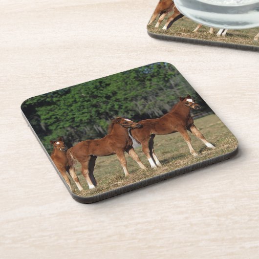 純血種の子馬のグループ コースター (左側)