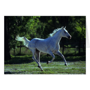 純血種の種馬のランニング