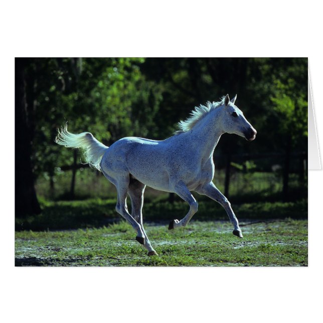 純血種の種馬のランニング (正面横)
