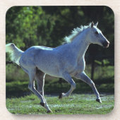 純血種の種馬のランニング コースター (正面)