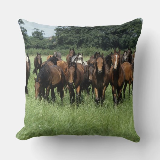 純血種の若者 クッション (正面)