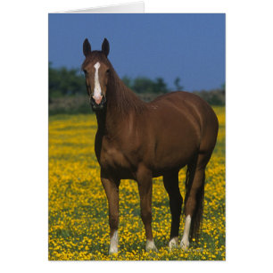 純血種の馬のグループ
