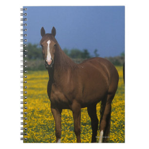 純血種の馬のグループ ノートブック