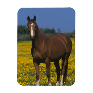純血種の馬のグループ マグネット