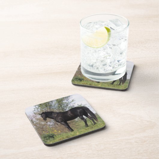 純血種の馬の地位 コースター (右側)