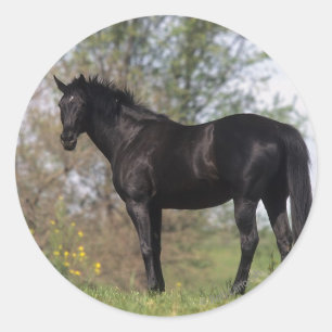 純血種の馬の地位 ラウンドシール