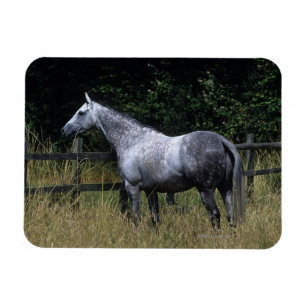 純血種の馬の待機の塀 マグネット