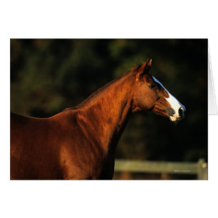 純血種の馬のHeadshot