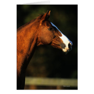 純血種の馬のHeadshot