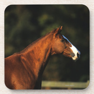 純血種の馬のHeadshot コースター