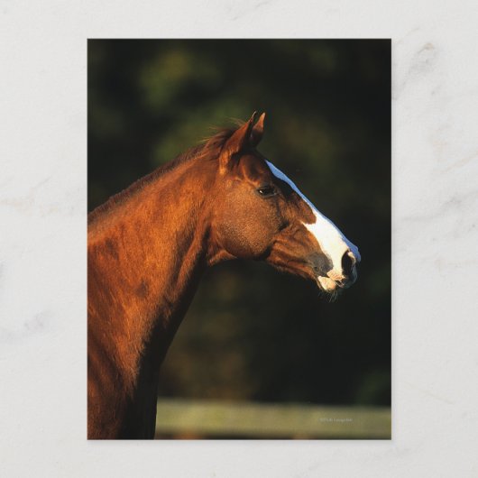 純血種の馬のHeadshot ポストカード (正面)