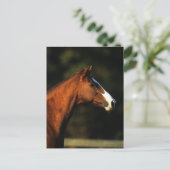純血種の馬のHeadshot ポストカード (スタンド正面)