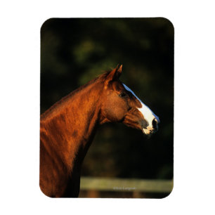 純血種の馬のHeadshot マグネット