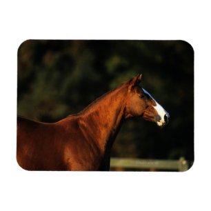 純血種の馬のHeadshot マグネット