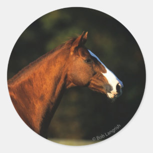 純血種の馬のHeadshot ラウンドシール