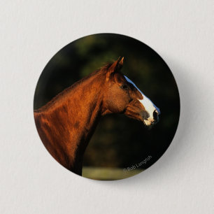純血種の馬のHeadshot 缶バッジ