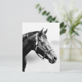 純血種の ポストカード (スタンド正面)