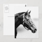 純血種の ポストカード (正面/裏面)