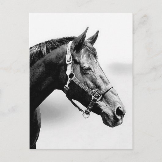 純血種の ポストカード (正面)