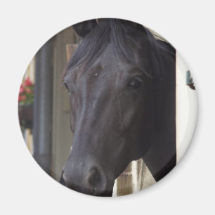 純血種のFriesianの十字の磁石 マグネット