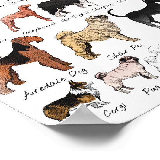 純血種 ポスター (角)