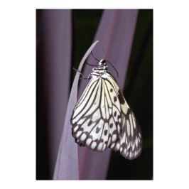 紙カイトオンパープルアガベ フォトプリント           