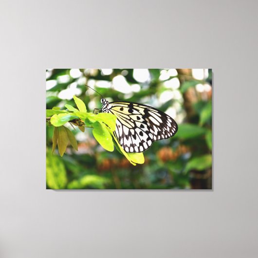 紙カイトチョウ キャンバスプリント (正面)