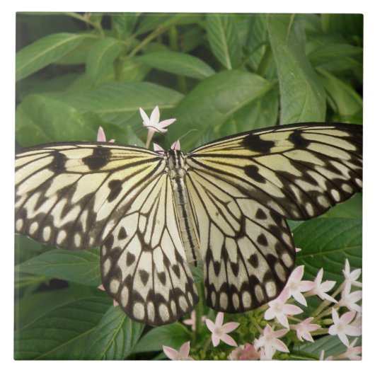 紙カイトバタフライタイル タイル (正面)