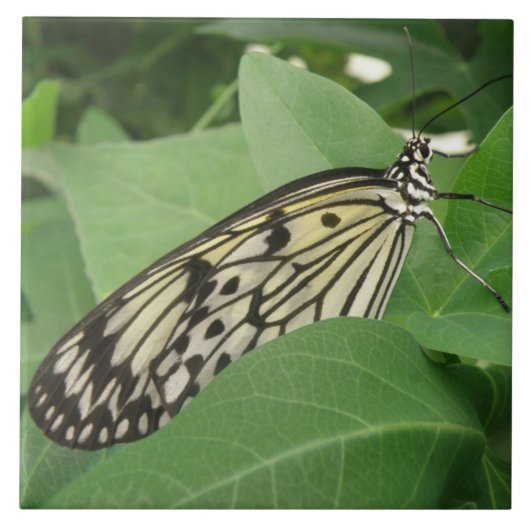 紙カイトバタフライマクロタイル タイル (正面)