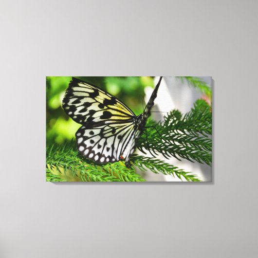 紙カイトバタフライ キャンバスプリント (正面)