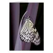 紙カイトバタフライ（紫） (正面)