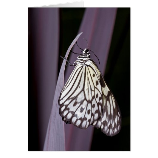 紙カイトバタフライ（紫） (正面)