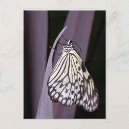 紙カイトバタフライ（紫） ポストカード