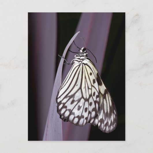 紙カイトバタフライ（紫） ポストカード (正面)