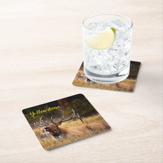 紙コースターセット – イエローストーンエルク スクエアペーパーコースター (インサイチュ)