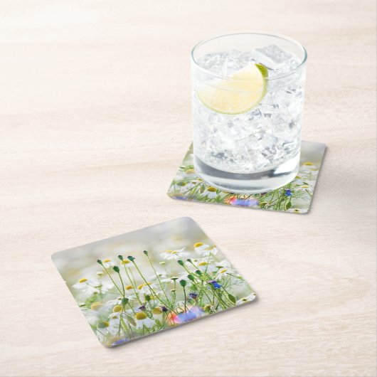 紙コースター – コーンフラワーとデイジー (インサイチュ)