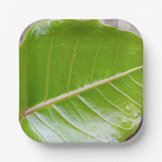 紙スクエアボウルとリーフデザイン ペーパープレート (正面)