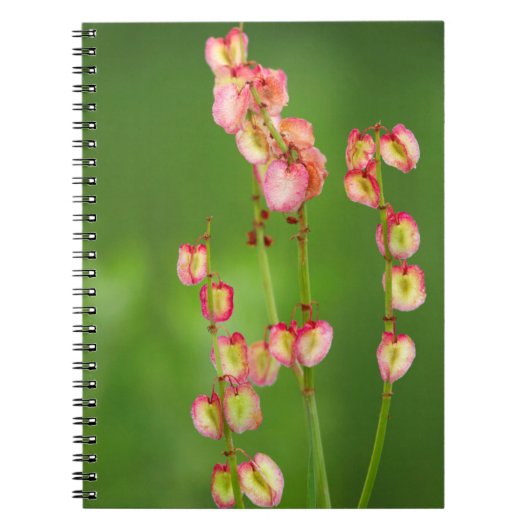 紙ハート(Rumex Woodii)、ウハランバ ノートブック (正面)