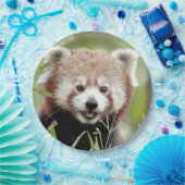 紙プレートのフォトレッドパンダ。パンダ·ルー。動物。 ペーパープレート (パーティー)