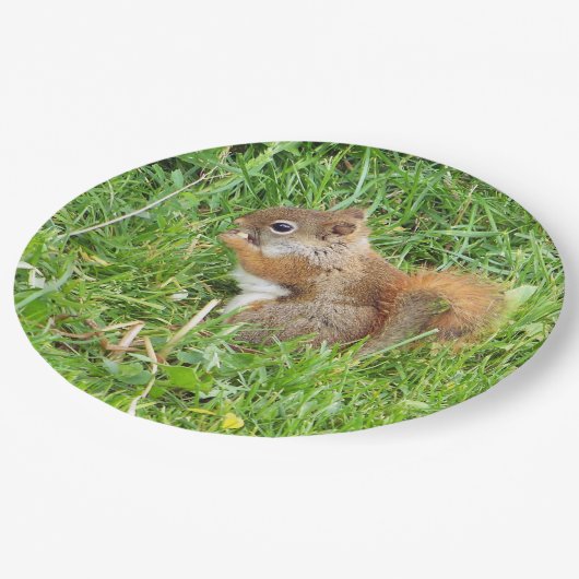 紙プレート"テーマで、美しい赤リス" ペーパープレート (アングル)