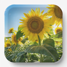 紙プレート ペーパープレート