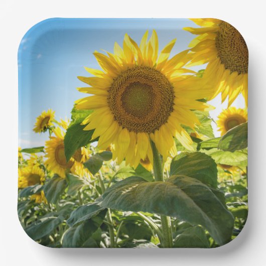 紙プレート ペーパープレート (正面)