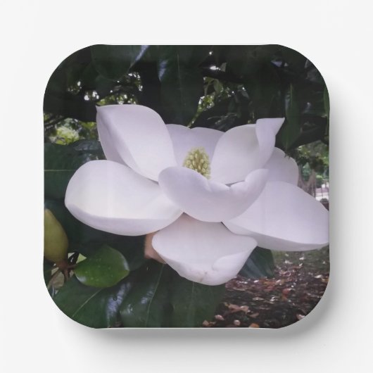 紙プレート ペーパープレート (正面)